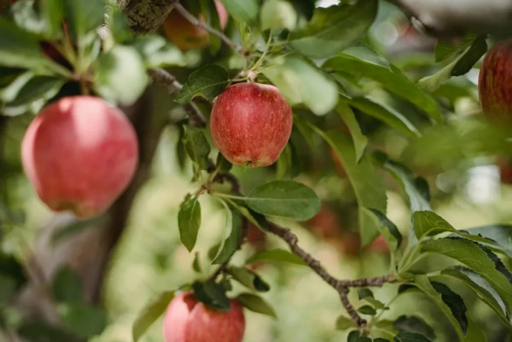 An apple tree on which apple grows   naturlly and give beautiful colour.