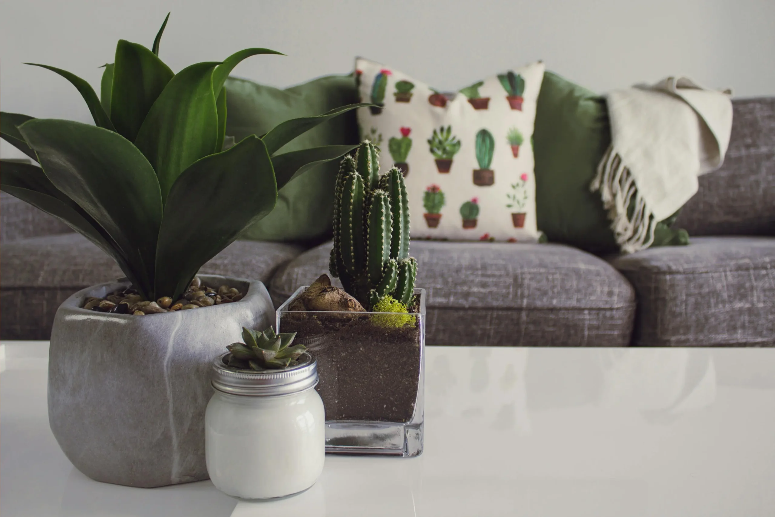 “Stylish living room setup with indoor plants, succulents, and cactus-themed décor, showcasing budget-friendly home styling ideas inspired by the $XRP to $5 trend.”
