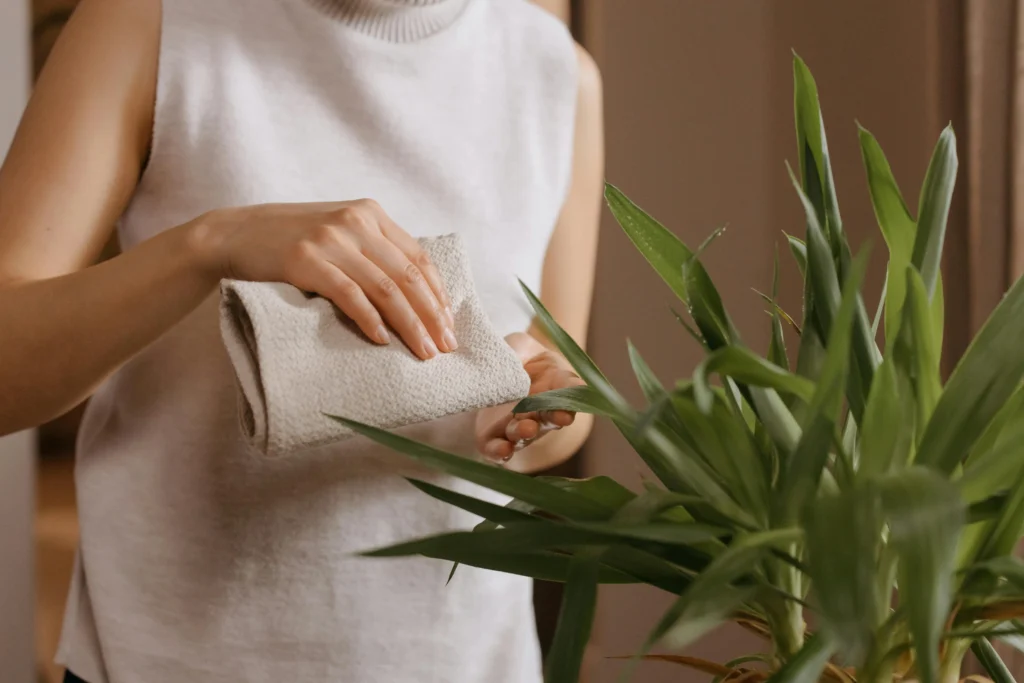 Alt Text:
A person gently cleaning the leaves of an indoor plant with a soft cloth, showcasing a tidy and modern living space enhanced by smart home technology.